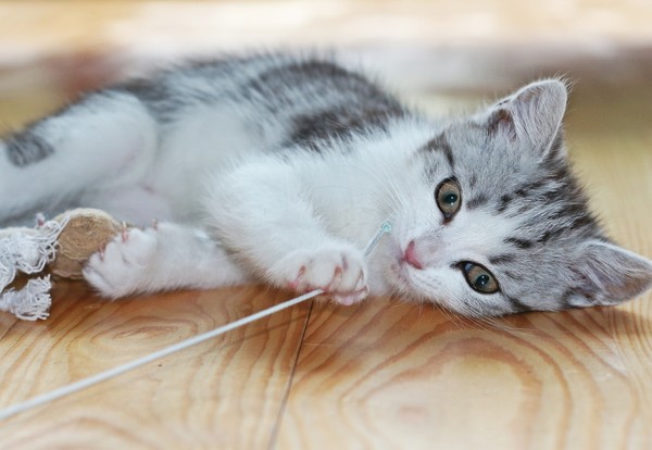 ▲▼日本飼主拍下小貓「四葉」從扶手溜滑梯的影片。（圖／取自免費圖庫pixabay）