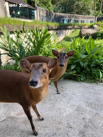 金剛猩猩Jabali跟山羌變朋友。（圖／台北市立動物園提供）