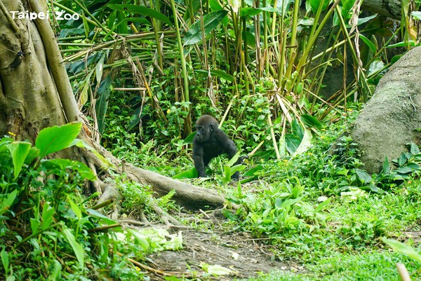 金剛猩猩Jabali跟山羌變朋友。（圖／台北市立動物園提供）