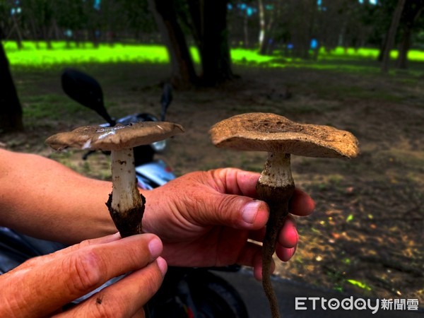 ▲台南水道博物館，最近因梅雨滋潤，喜愛潮濕環境的各類蕈菇紛紛出現，從片狀、傘狀到球狀，各式各樣的菇類江園區綴點得多采多姿，令人驚豔。（圖／記者林悅翻攝，下同）