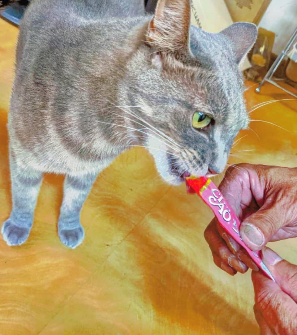 ▲▼日本佐川急便的宅配員上門總是會順便餵食貓咪。（圖／翻攝自instagram／ichigorakuen_miyabi）