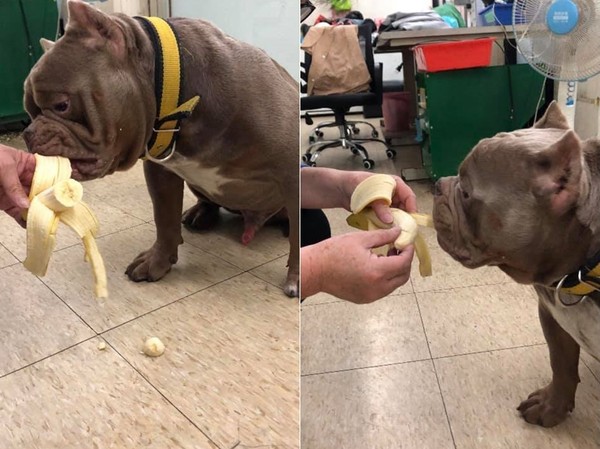 ▲▼阿嬤養的惡霸犬皮衣有點皺。（圖／有點毛毛的／粉專「惡霸犬火車」提供）