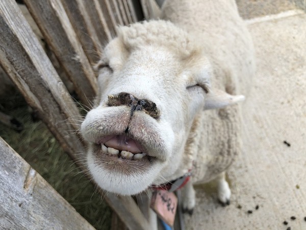 ▲▼綿羊露出可愛笑容。（圖／翻攝自Twitter／イングランドの丘 動物スタッフ【公式】）