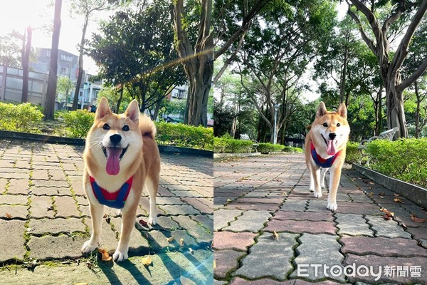 ▲▼柴犬泡芙。（圖／粉專「泡芙妹的露餡日常」授權提供）