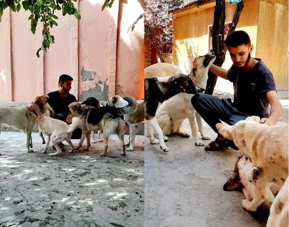 阿富汗動物救援。（圖／翻攝自Kabul Small Animal Rescue）
