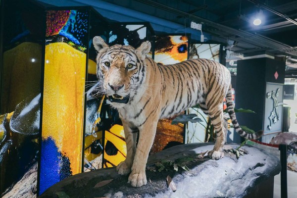 ▲台灣昆蟲館－新竹館位於動物園旁，經70多天的整備後重新開館。（圖／新竹市政府提供）