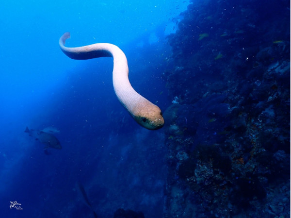 ▲雄性海蛇罕見急速衝撞纏繞潛水員！　研究顯示竟是為「求偶」。（圖／翻攝自Scientific Reports）