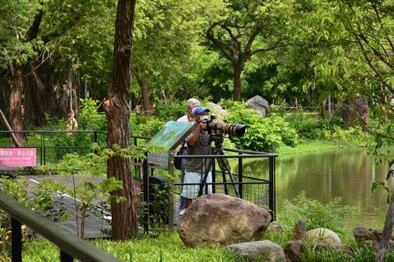 ▲大安森林公園大生態池進行水質改善，並在池畔補植四季不同風貌的落羽松。（圖／公園處提供）