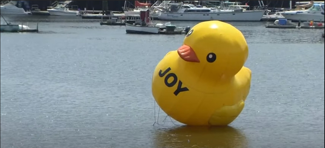 ▲美國緬因州貝爾法斯特港出現一隻巨大小鴨。（圖／翻攝自YouTube／NEWS CENTER Maine）