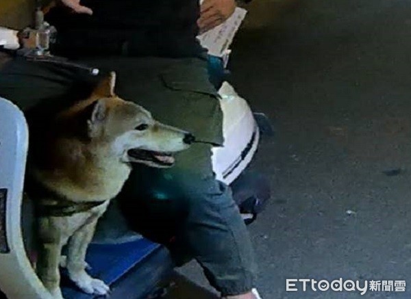 ▲離家出走的柴犬跳上機車踏板想要搭便車回家。（圖／桃園警分局提供）