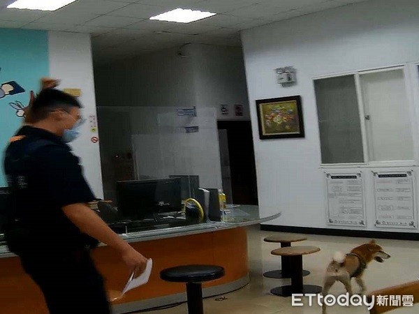 ▲警方將柴犬帶返警所等候飼主前來帶返家。（圖／桃園警分局提供）