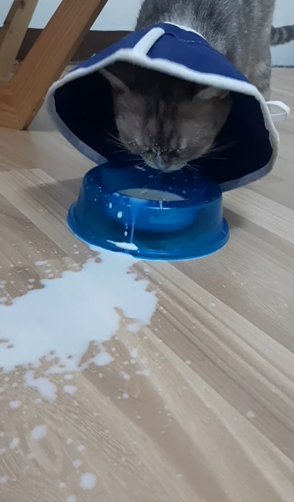 ▲▼ 小貓喝牛奶 。（圖／翻攝自Facebook／Suphakchan Pantana）