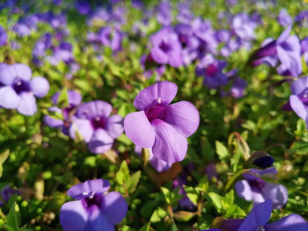 ▲新生公園內的台北玫瑰園目前花海區、育種家區及五彩玫瑰區仍持續開放。（圖／公園處提供）