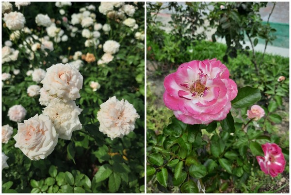 ▲新生公園內的台北玫瑰園目前花海區、育種家區及五彩玫瑰區仍持續開放。（圖／公園處提供）