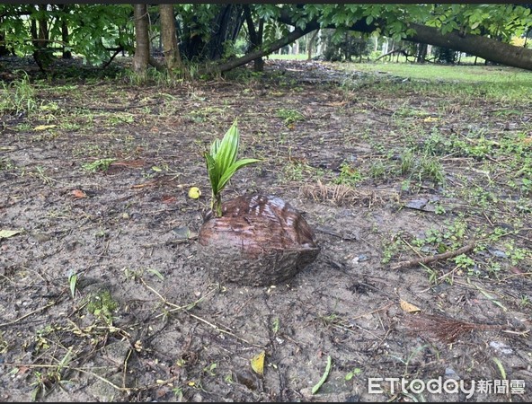 ▲連月豪雨，雖然在各地造成災情，但豐沛雨水也讓林相豐富的台南水道博物館出現特殊景象，在雨水滋潤下各式植物，紛紛在園區冒出新芽，讓百年古蹟充滿盎然生機。（圖／記者林悅翻攝，下同）