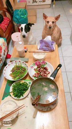 ▲▼2狗看到滿桌菜以為要拜拜。（圖／有點毛毛的／粉專「大腸包小腸」提供）