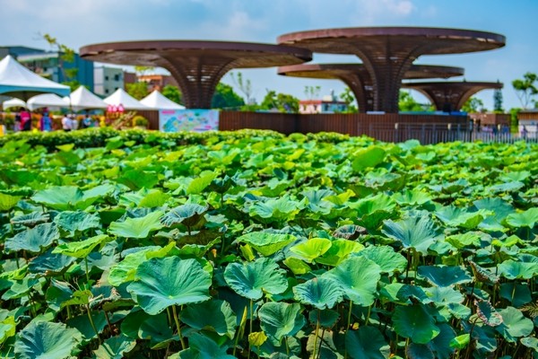 ▲2021桃園蓮花季8/29落幕，觀音南瓜節和青埔萬聖節登場