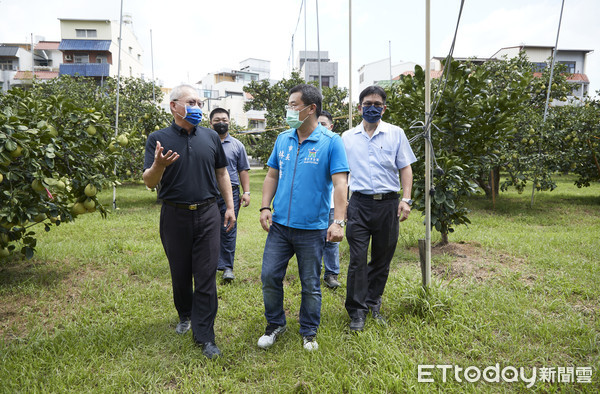 ▲斗六市長林聖爵多次巡訪各處果園，很感動果農對生產優質文旦的努力堅持，也對今年度斗六文旦的產況與品質非常有信心。 （圖／記者蔡佩旻翻攝）