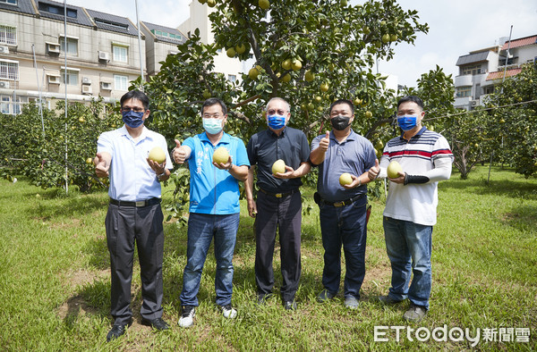 ▲斗六市長林聖爵多次巡訪各處果園，很感動果農對生產優質文旦的努力堅持，也對今年度斗六文旦的產況與品質非常有信心。 （圖／記者蔡佩旻翻攝）