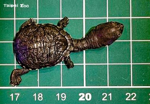 ▲▼羅地島蛇頸龜成功孵化。（圖／臺北市立動物園提供）