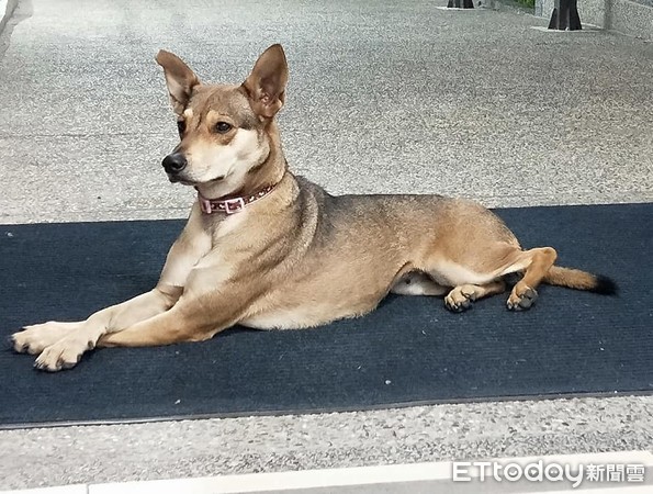 ▲狗媽媽挺孕肚無助流浪！　有家後「再次相信人類」學會撒嬌笑了。（圖／網友張小姐提供）