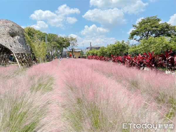 ▲▼南投這片「粉黛亂子草」遭農委會認定會影響本土生態，要求業者盡快移除。（圖／陳姓網友授權提供）