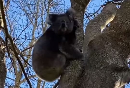 ▲無尾熊。（圖／翻攝自Facebook／Koala Rescue）