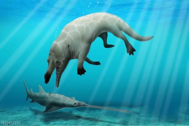 ▲▼ 埃及發現4300萬年前四腳鯨魚化石。（圖／翻攝自Twitter／@heshamsallam）