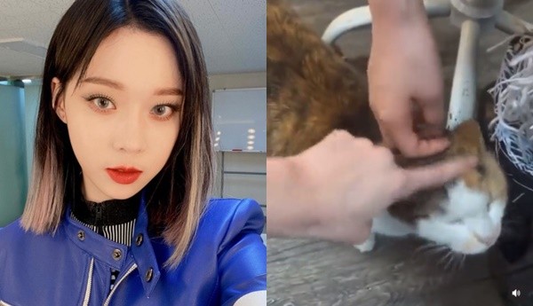 aespa Winter「故意嚇跑貓咪」惹議! 11秒短片曝光…韓網兩派戰翻 | ETtoday星光雲 ...