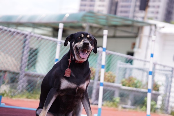 ▲▼「國際狗狗日」鼓勵帶愛犬上班！　一通電話可免費施打狂犬病疫苗。（圖／新北市動保處提供）