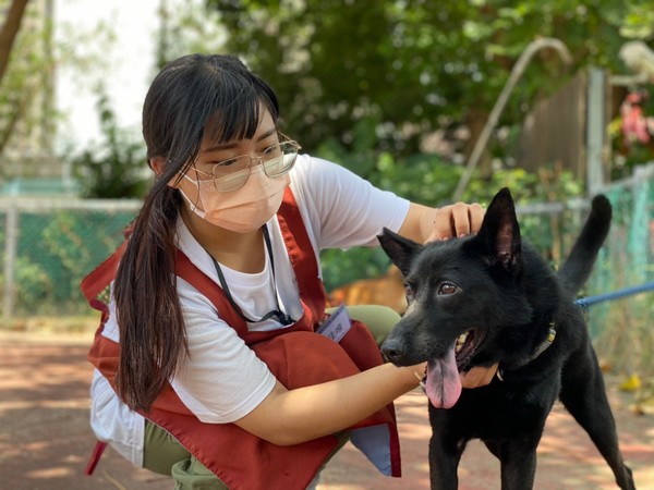 ▲▼「國際狗狗日」鼓勵帶愛犬上班！　一通電話可免費施打狂犬病疫苗。（圖／新北市動保處提供）