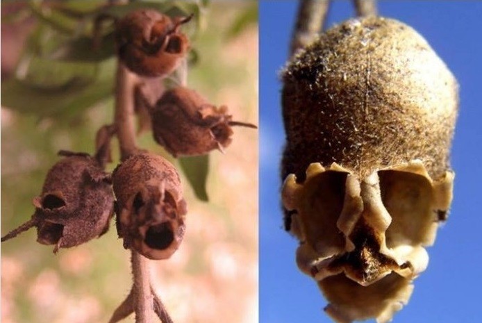 遭詛咒的金魚草 花謝變臉成骷顱頭 鍵盤大檸檬 Ettoday新聞雲