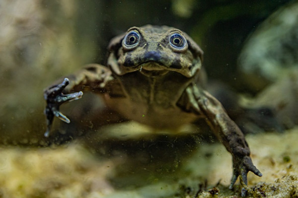 ▲▼棲息於南美洲的「的的喀喀湖蛙」（Telmatobius culeus）極度稀有，由於皮膚鬆弛且充滿皺褶，因此獲得「陰囊蛙」（Scrotum Frog）的稱號。（圖／翻攝英國切斯特動物園）