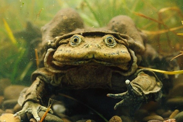 ▲▼棲息於南美洲的「的的喀喀湖蛙」（Telmatobius culeus）極度稀有，由於皮膚鬆弛且充滿皺褶，因此獲得「陰囊蛙」（Scrotum Frog）的稱號。（圖／翻攝英國切斯特動物園）