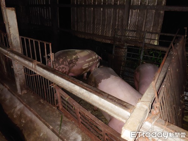 ▲▼台東1養豬戶違法以廚餘餵養豬隻當場被查獲。（圖／台東縣政府提供，下同）