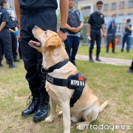 警犬福星。（圖／粉專警犬福星提供）