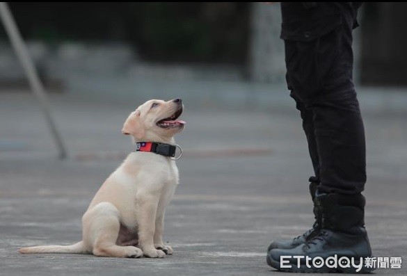 警犬福星。（圖／粉專警犬福星提供）