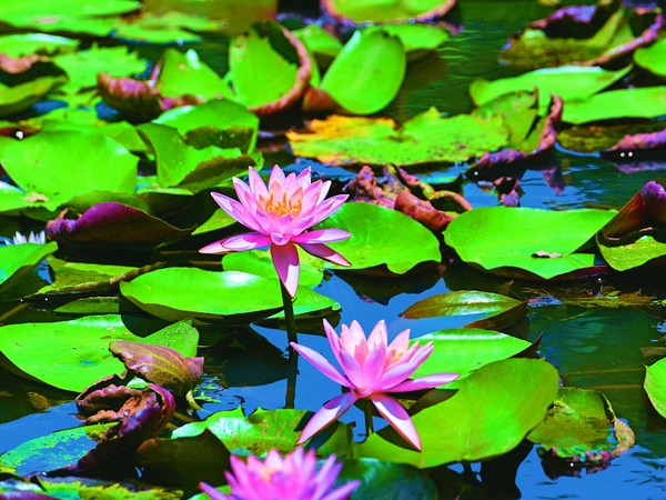 ▲《魅力基隆》夏季號特別企劃「基隆亞馬遜，七堵瑪陵小農秘境」。（圖／基隆市政府提供）