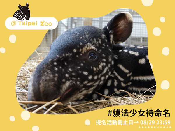 ▲▼馬來貘寶寶命名活動。（圖／台北市立動物園提供）