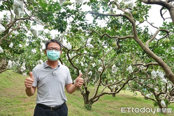 ▲新北推小農電舖直銷站 八里歷屆冠軍文旦柚一次購。（圖／新北市農業局提供）