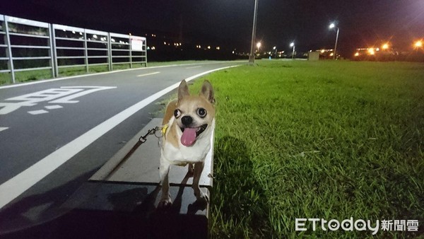 ▲愛犬骨灰撒盆栽！　乾土冒出「青綠嫩芽」感動她：不同方式陪伴我。（圖／飼主謝小姐提供）