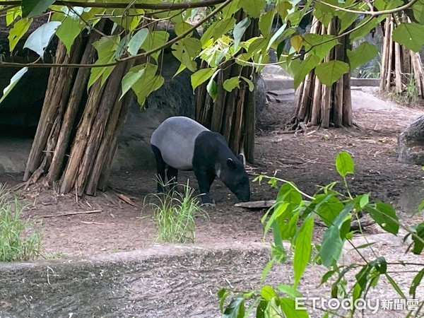 ▲▼台北市立動物園馬來貘。（圖／記者陳靜攝）