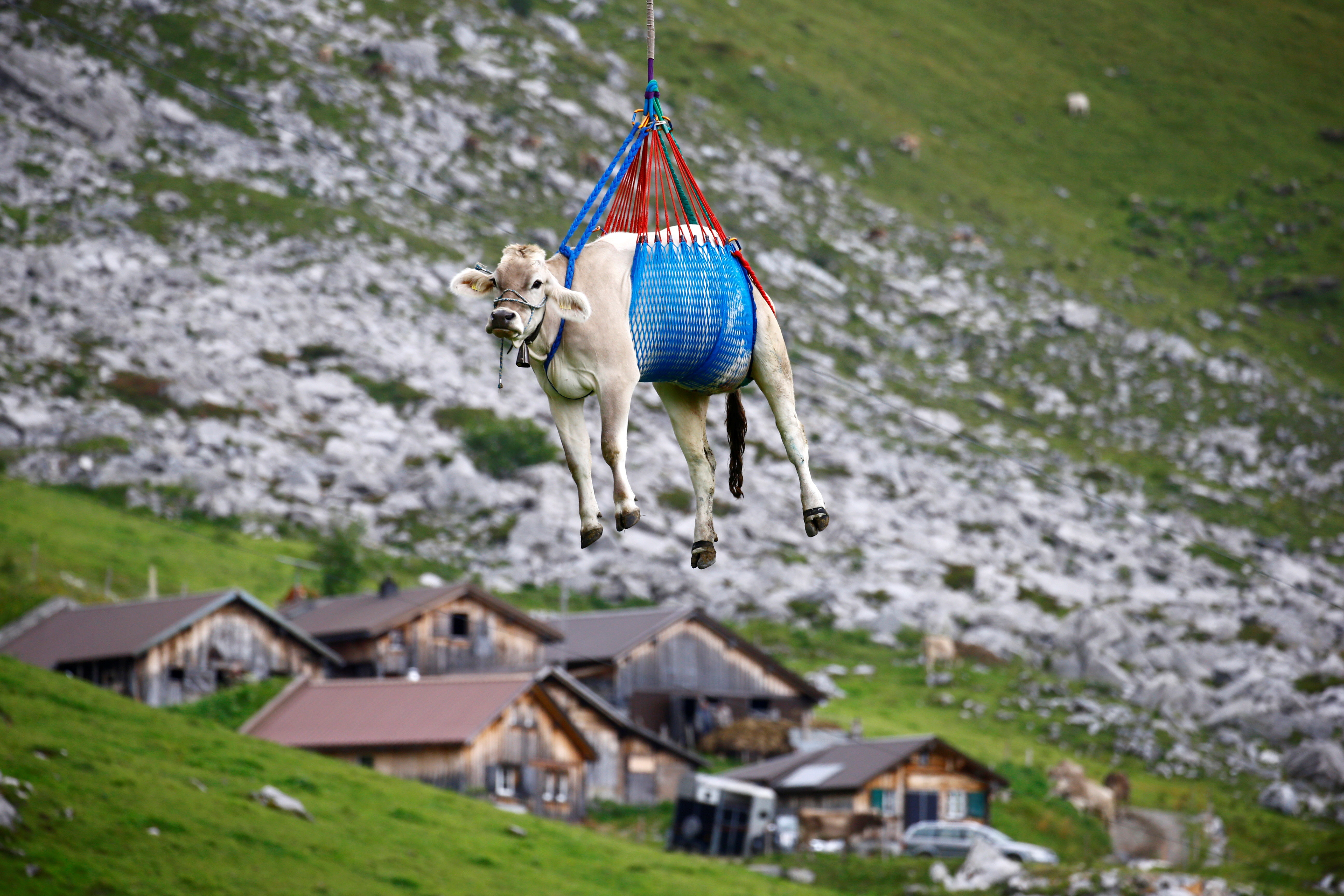 ▲▼瑞士阿爾卑斯山牧民用直升機讓乳牛下山。（圖／路透）