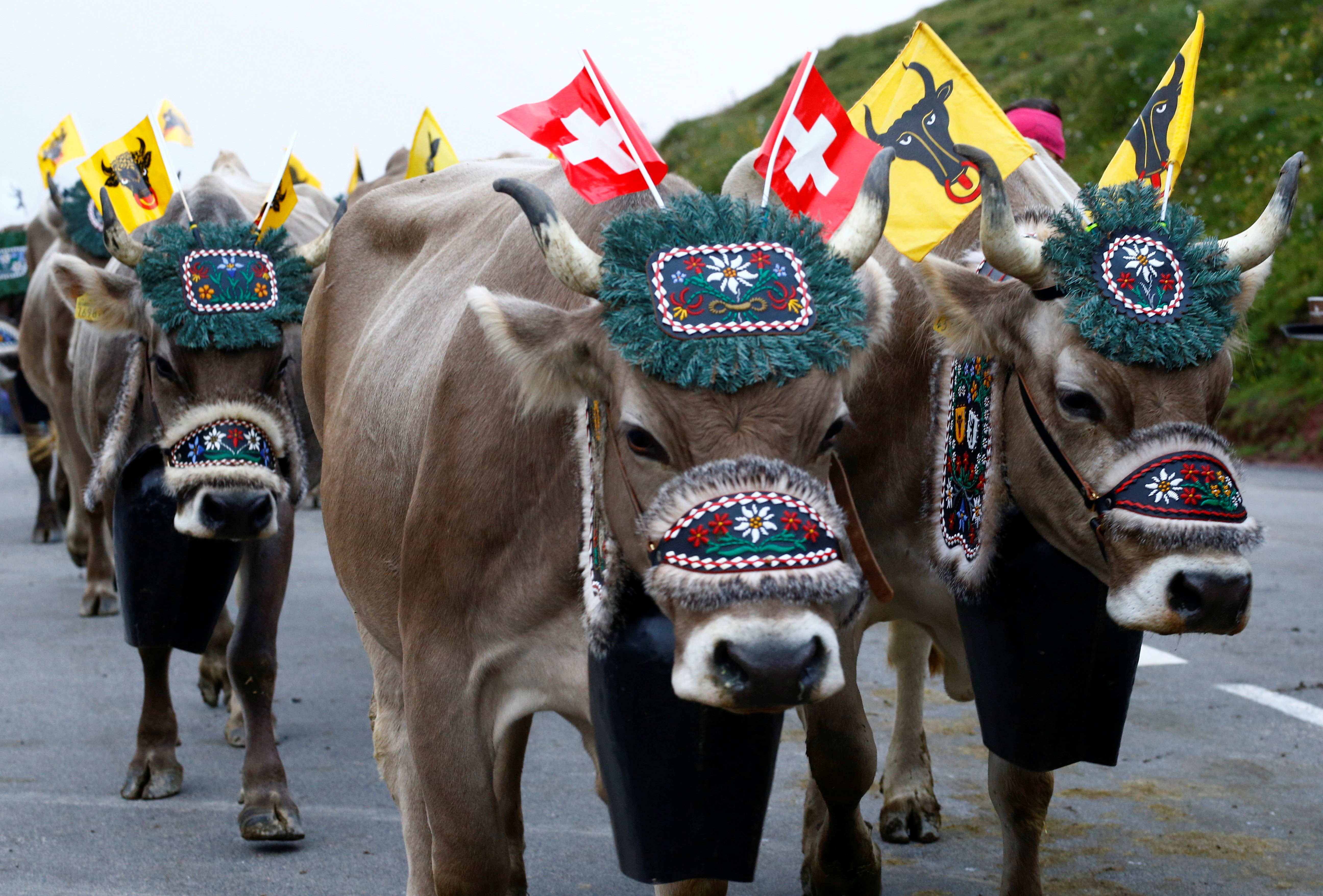 ▲▼瑞士阿爾卑斯山牧民用直升機讓乳牛下山。（圖／路透）