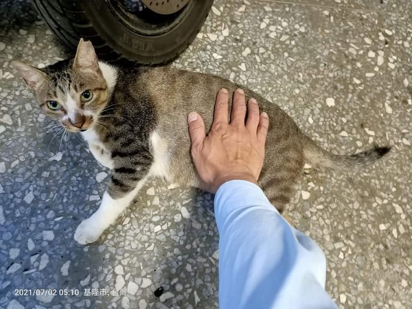 ▲車頂每晚留腳印！　他逮到「大眼黑萌兇」卻步了：可以商量一下嗎。（圖／有點毛毛的／網友陳英文提供）