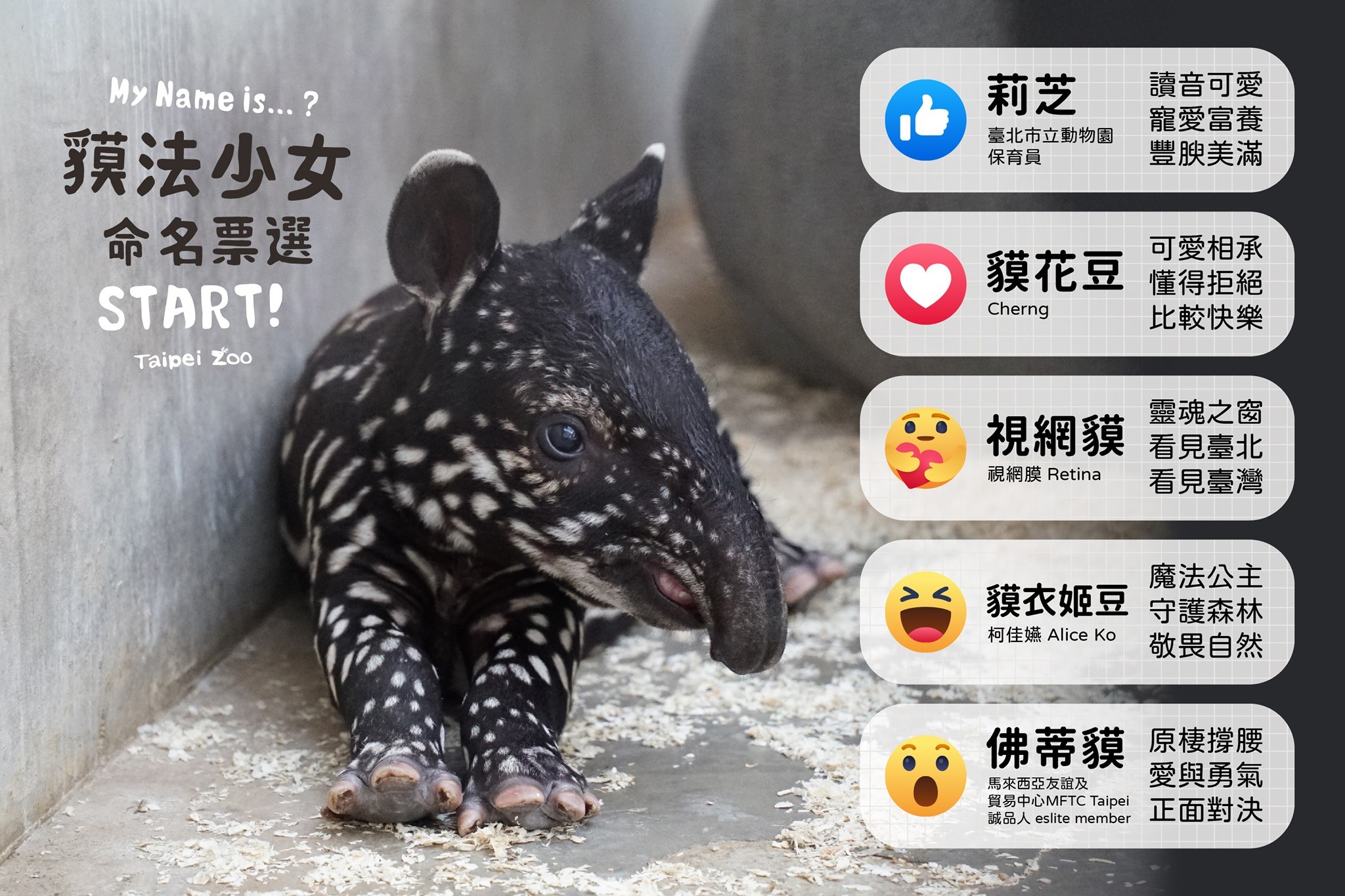 ▲▼馬來貘。（圖／翻攝自Facebook／Taipei Zoo 臺北市立動物園 ）