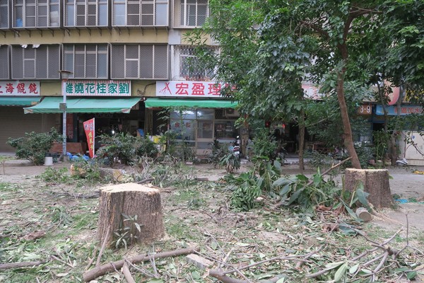 ▲愛樹團體控「左營果貿社區公園砍大樹當椅子，半夜兩點盜伐桃花心木？」  。（圖／翻攝森林城市-高雄愛樹人）