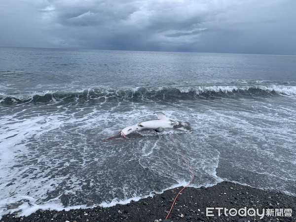 ▲鯨鯊死亡擱淺。（圖／記者楊漢聲翻攝）