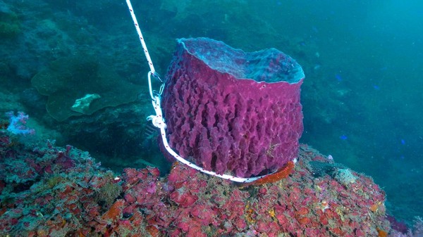 ▲潮境灣海保育區「桶形海綿生物」遭綁定錨 基隆市府追凶嚴辦重罰。（圖／國立海洋科技博物館提供）