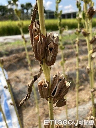 ▲國產胡麻              。（圖／記者陳崑福翻攝，以下同）